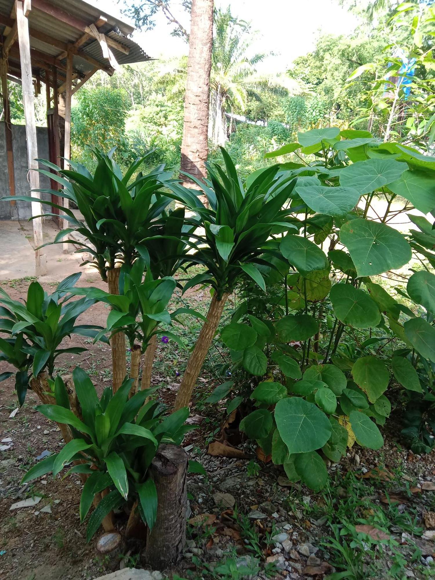 Hotel Som Palmgarden Ko Lanta Exterior foto